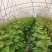 白燕黄瓜无苦味，18公分以下干花带刺