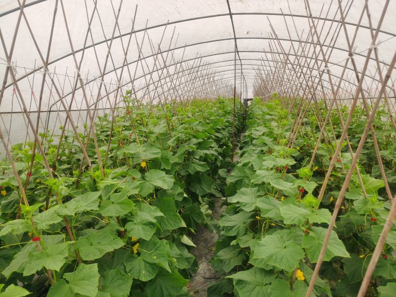 白燕黄瓜无苦味，18公分以下干花带刺