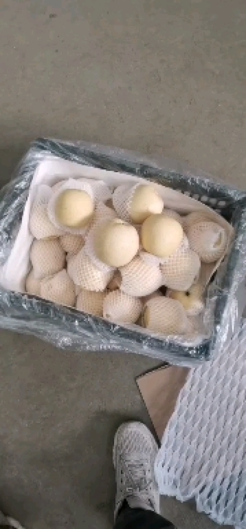 热卖青皮皇冠梨好货️专业代办，出口️内销️均可联系