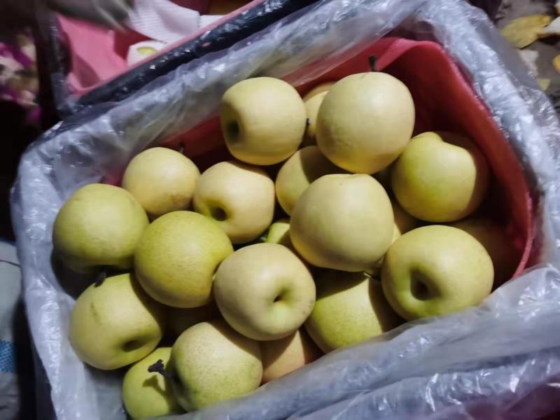 热卖青皮皇冠梨好货️专业代办，出口️内销️均可联系