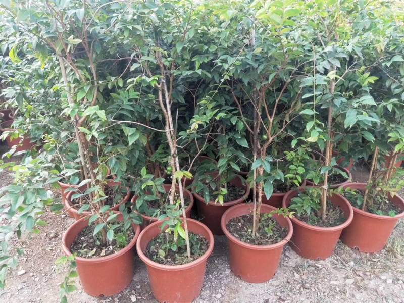 嘉宝果系列台湾树葡萄沙巴艾斯卡红妃嘉宝果种植苗