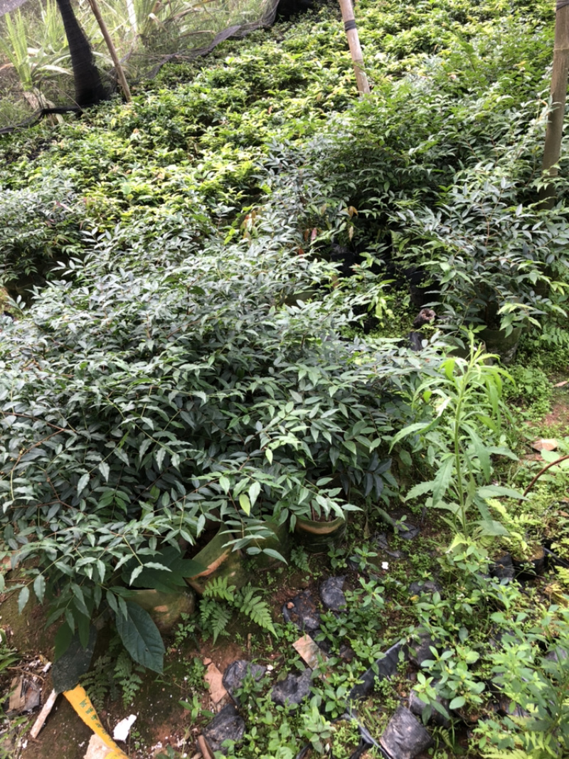 嘉宝果系列台湾树葡萄沙巴艾斯卡红妃嘉宝果种植苗