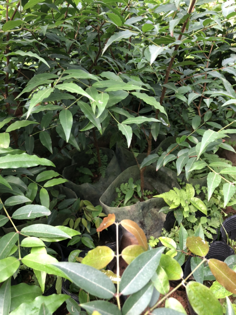 嘉宝果系列台湾树葡萄沙巴艾斯卡红妃嘉宝果种植苗