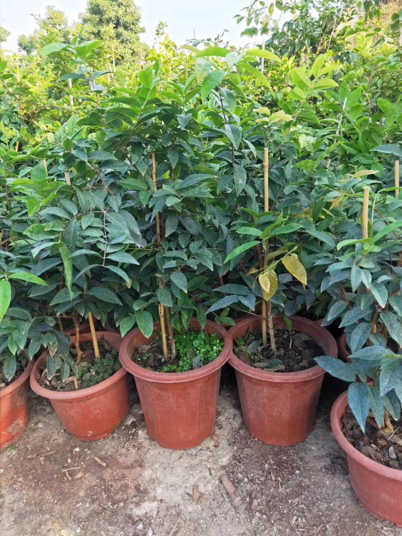 嘉宝果系列台湾树葡萄沙巴艾斯卡红妃嘉宝果种植苗