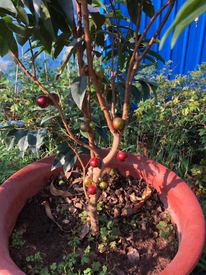 嘉宝果系列台湾树葡萄沙巴艾斯卡红妃嘉宝果种植苗