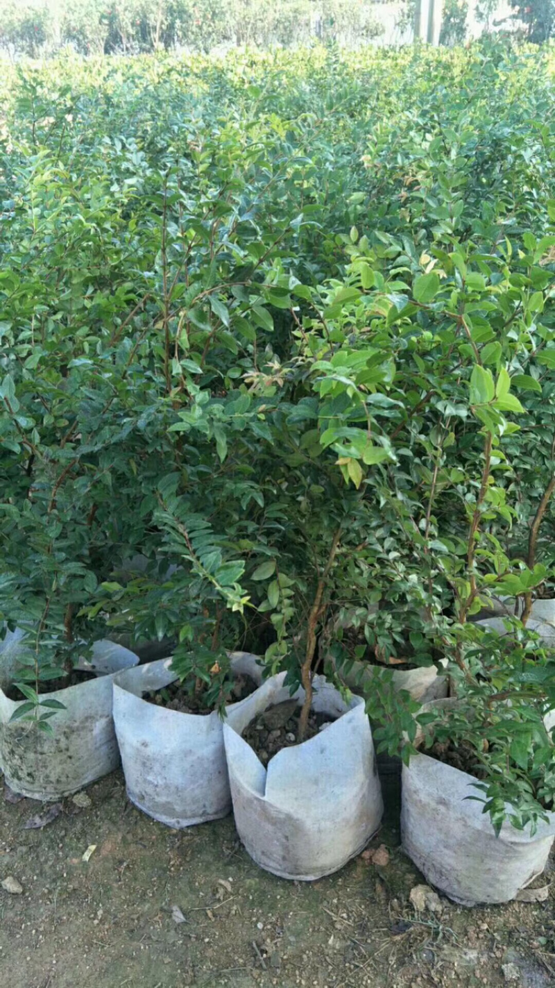 嘉宝果系列台湾树葡萄沙巴艾斯卡红妃嘉宝果种植苗