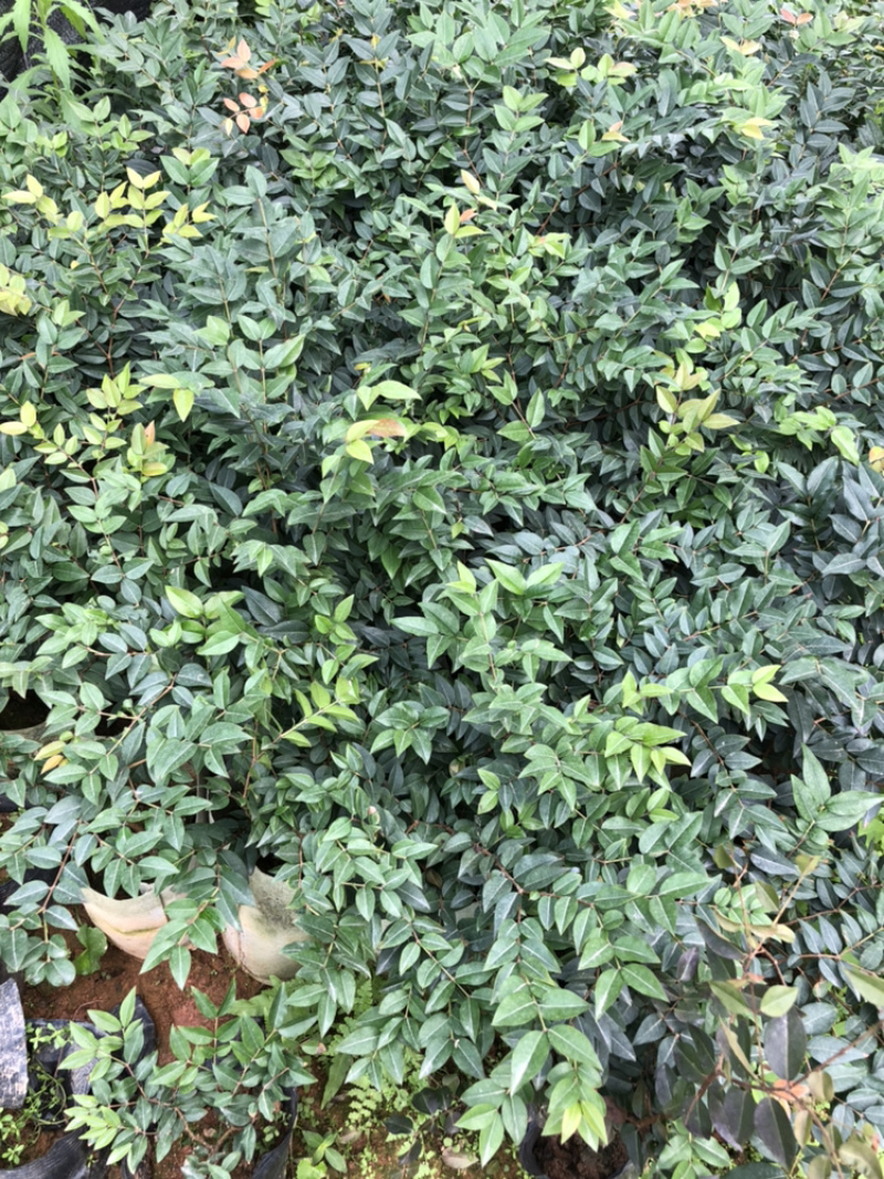 嘉宝果系列台湾树葡萄沙巴艾斯卡红妃嘉宝果种植苗