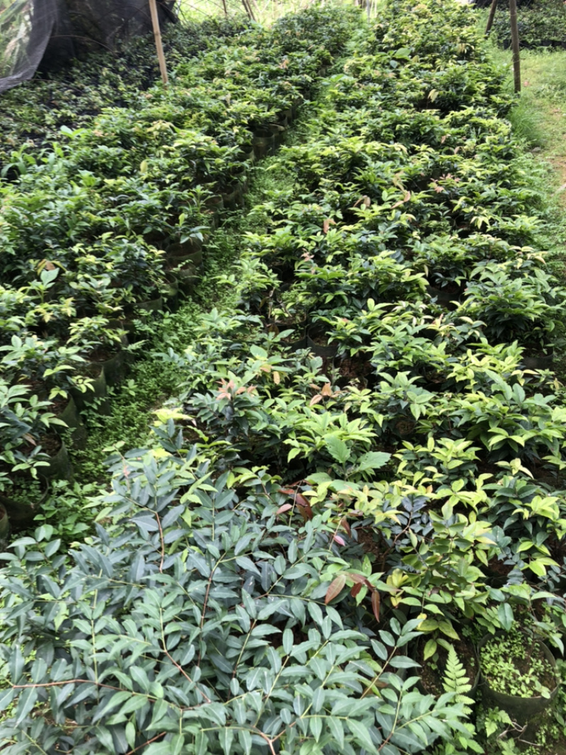 嘉宝果系列台湾树葡萄沙巴艾斯卡红妃嘉宝果种植苗