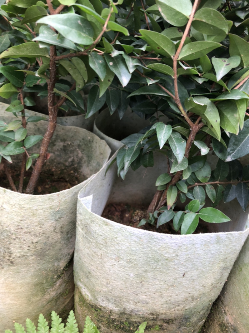 嘉宝果系列台湾树葡萄沙巴艾斯卡红妃嘉宝果种植苗