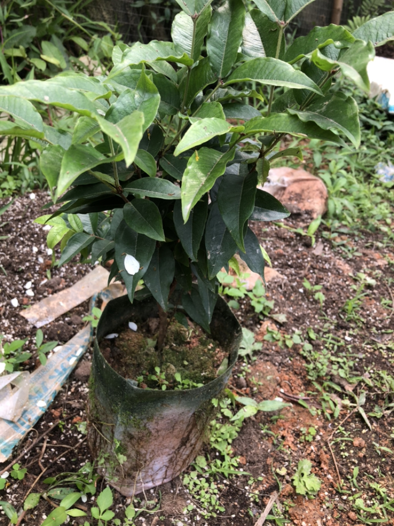 嘉宝果系列台湾树葡萄沙巴艾斯卡红妃嘉宝果种植苗