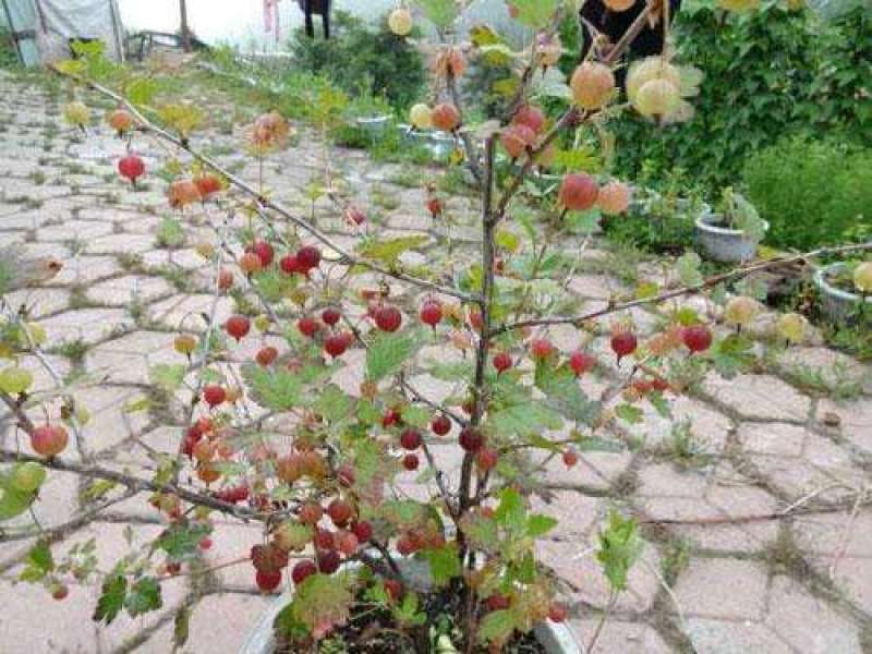 【特惠】灯笼果苗口感好亩产量高产地直销一手货源价优