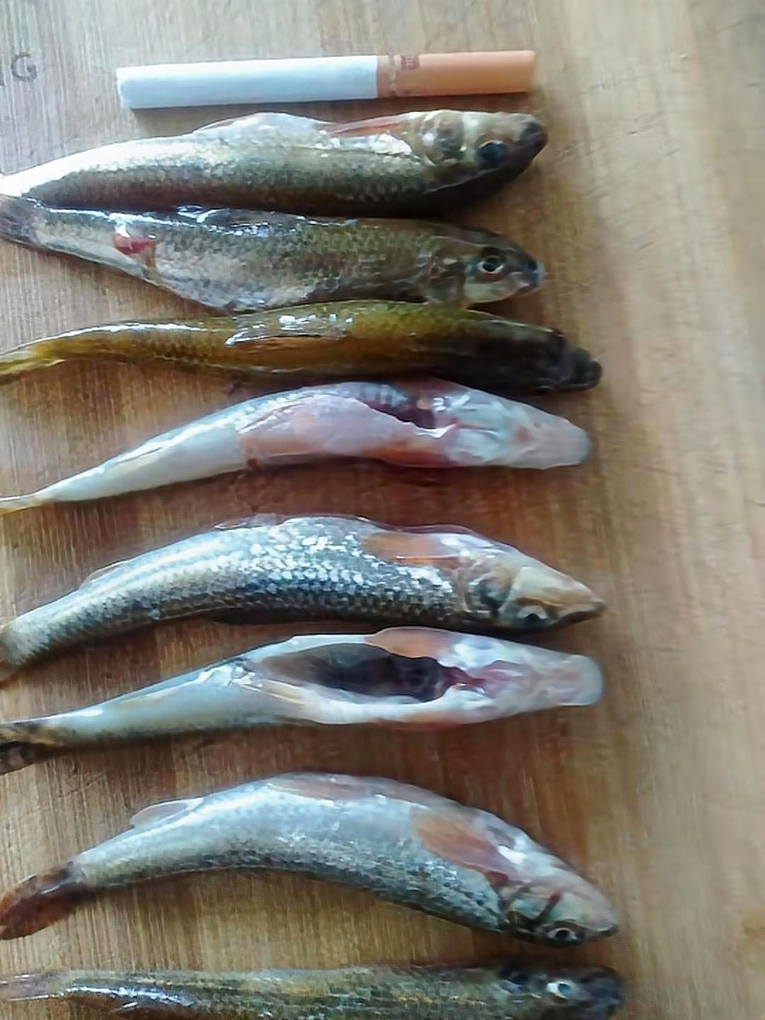 40种“好吃不贵”的野生海鱼（下），大海的美味，附：价格和吃法_偏口鱼_市场_黑头