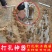 打孔机大棚种植打孔器农用西瓜打洞器蔬菜农用取土器打洞