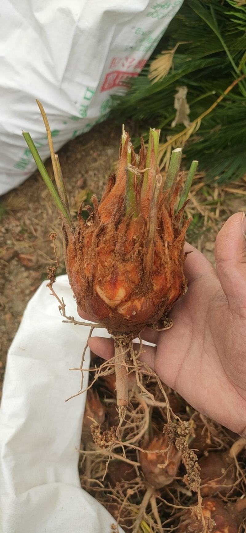 6-8公分小苗，基地直销，物美价廉！需要的联系我哟！
