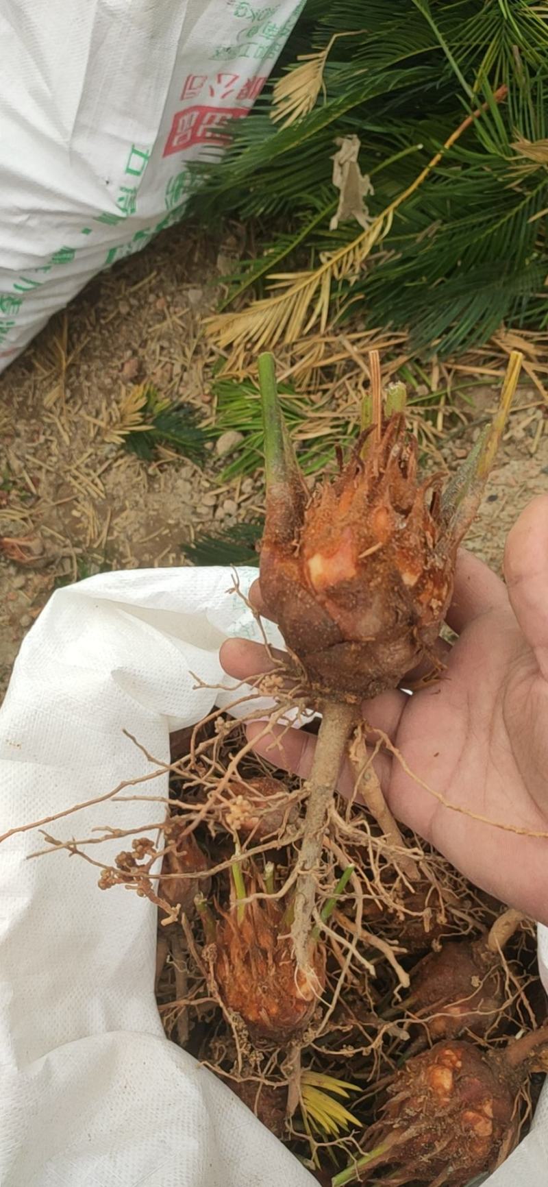 6-8公分小苗，基地直销，物美价廉！需要的联系我哟！