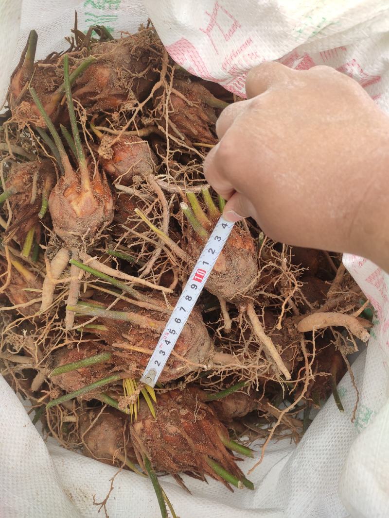 6-8公分小苗，基地直销，物美价廉！需要的联系我哟！