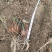 6-8公分小苗，基地直销，物美价廉！需要的联系我哟！