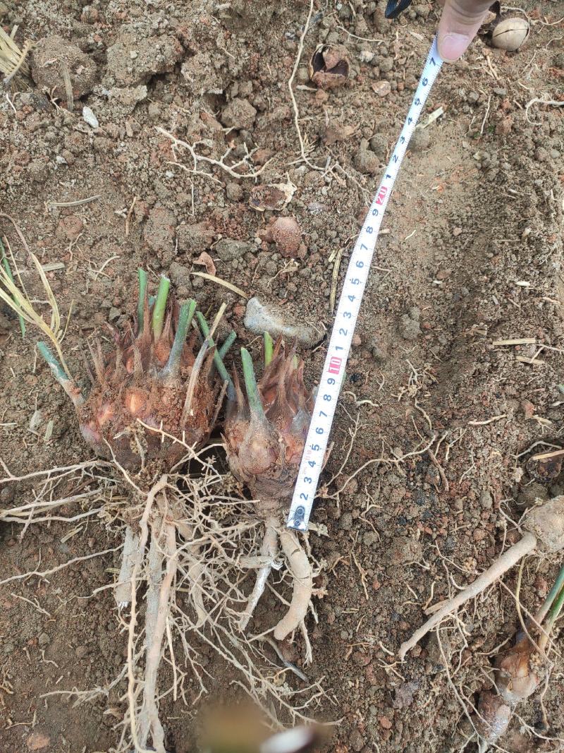 6-8公分小苗，基地直销，物美价廉！需要的联系我哟！
