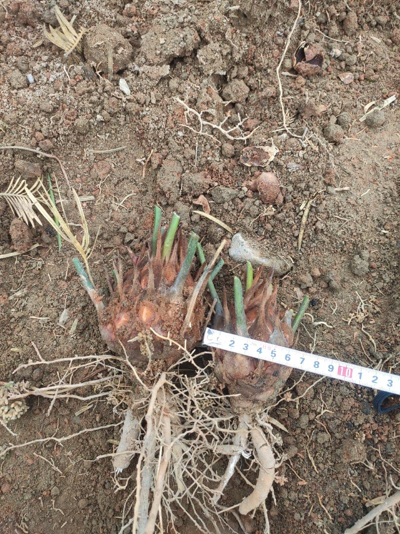 6-8公分小苗，基地直销，物美价廉！需要的联系我哟！