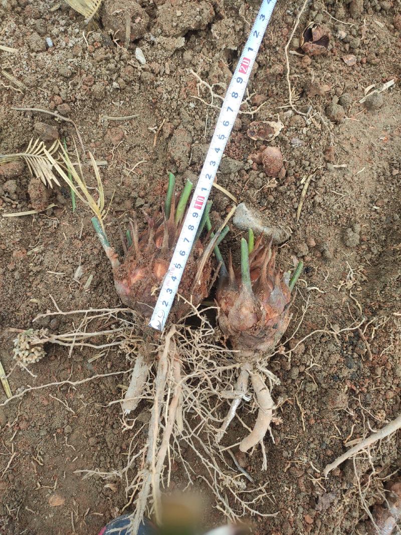 6-8公分小苗，基地直销，物美价廉！需要的联系我哟！