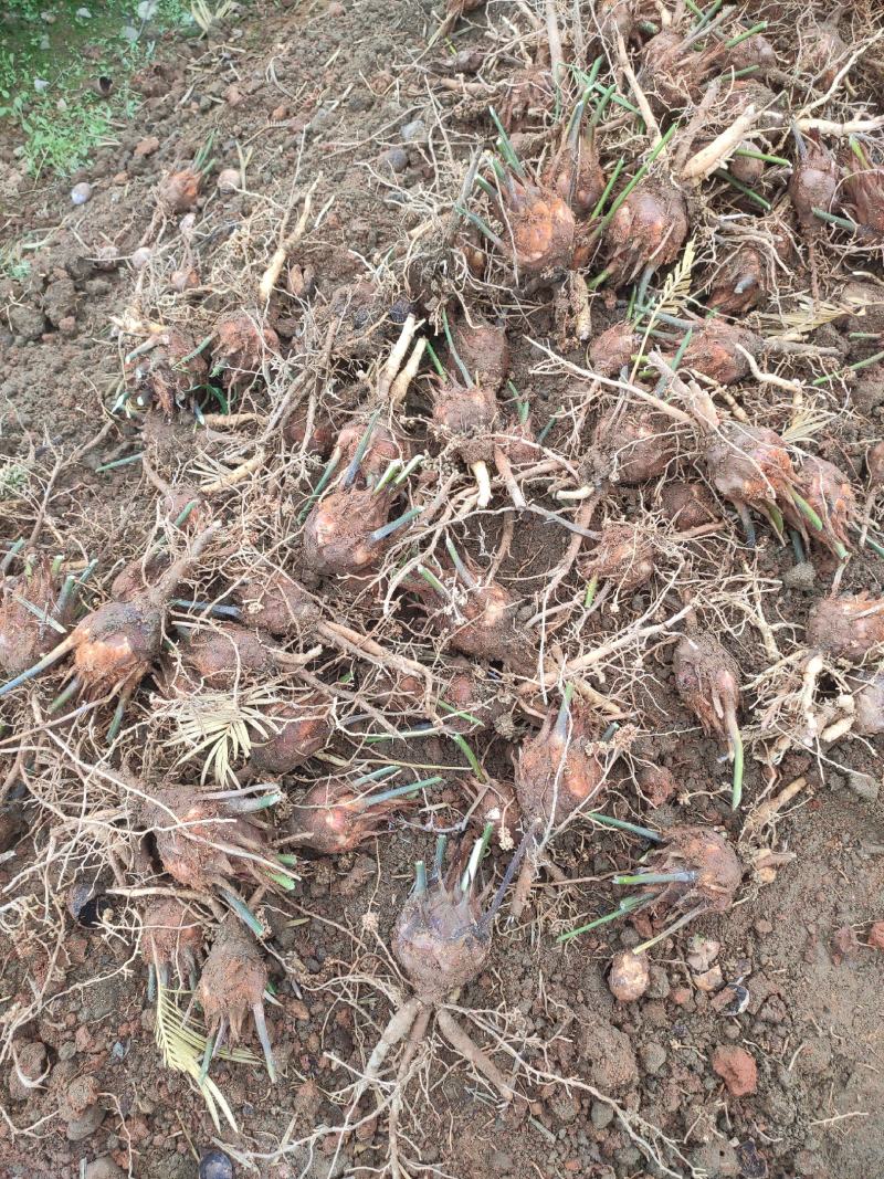 6-8公分小苗，基地直销，物美价廉！需要的联系我哟！