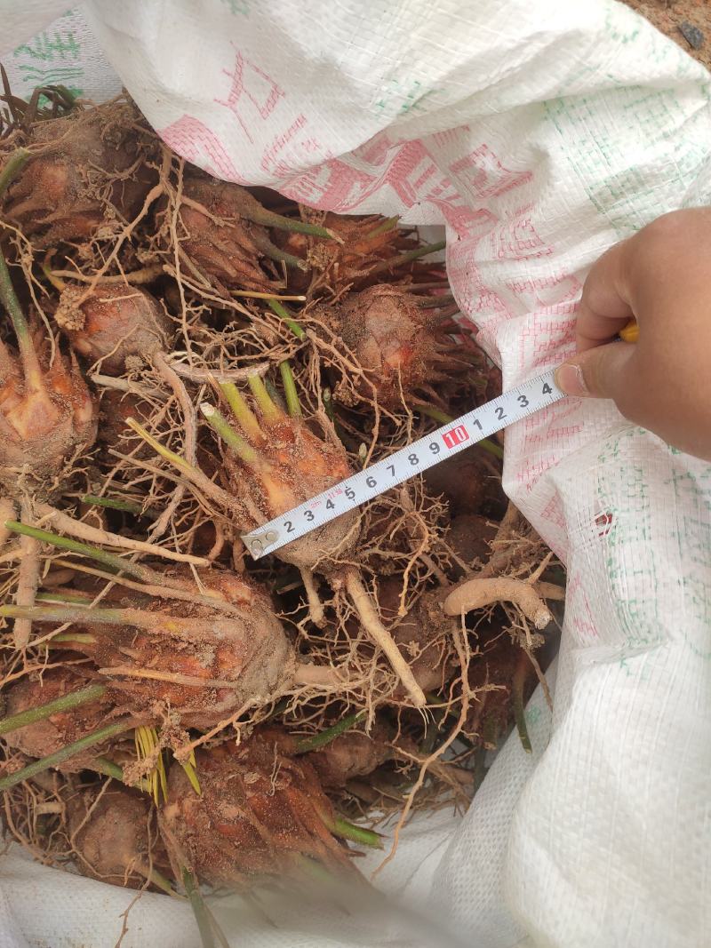 6-8公分小苗，基地直销，物美价廉！需要的联系我哟！