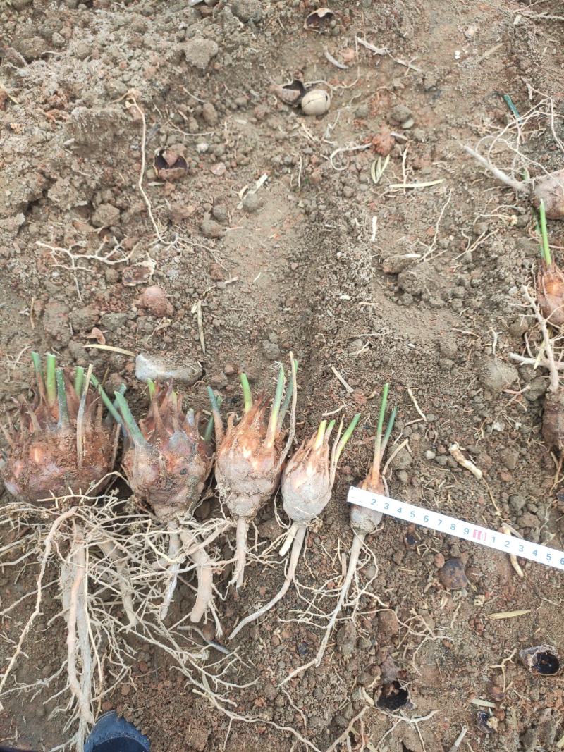 6-8公分小苗，基地直销，物美价廉！需要的联系我哟！