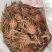 6-8公分小苗，基地直销，物美价廉！需要的联系我哟！