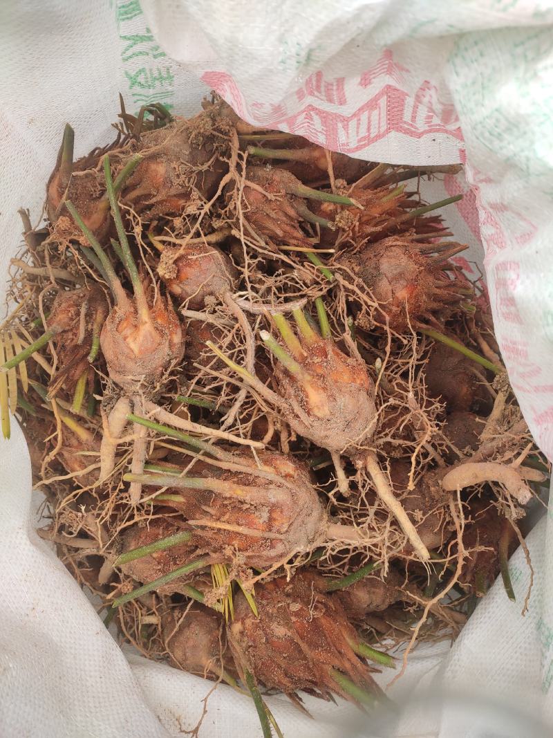 6-8公分小苗，基地直销，物美价廉！需要的联系我哟！