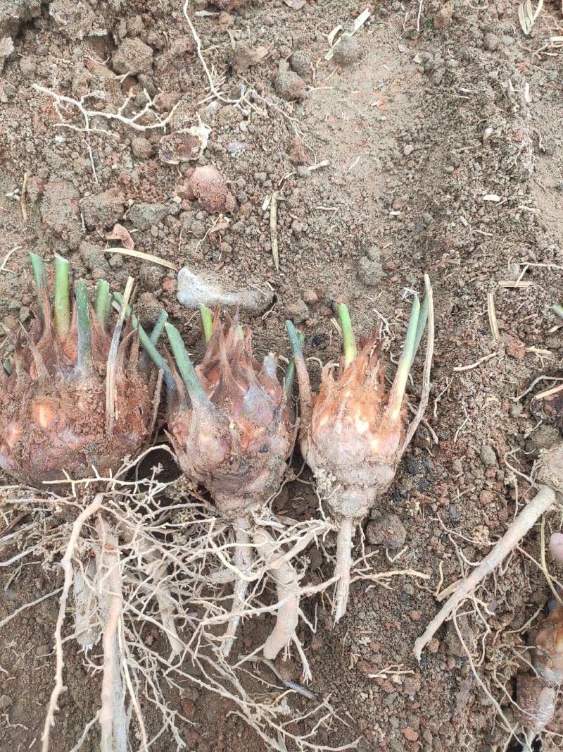 6-8公分小苗，基地直销，物美价廉！需要的联系我哟！
