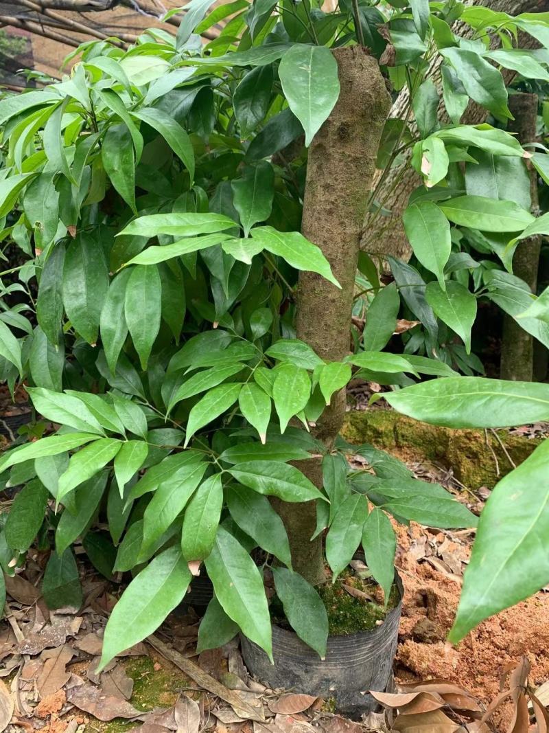 荔枝树高压苗圈枝苗老桩荔枝树苗当年结果大苗庭院地栽种植