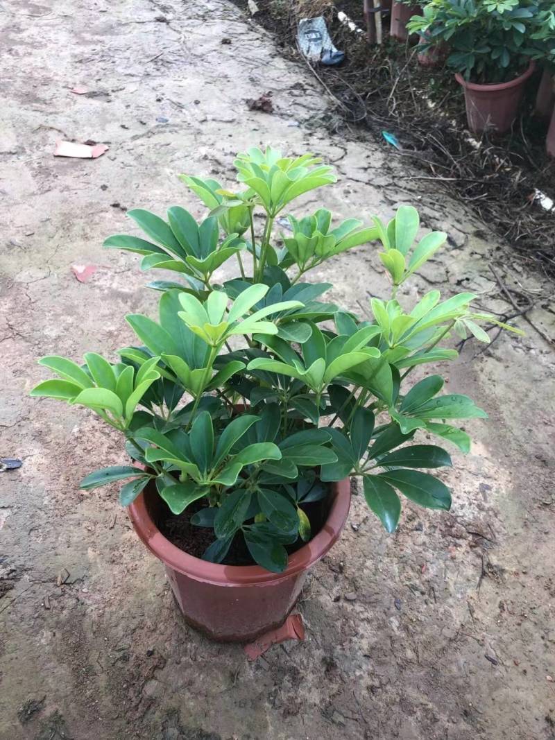 非洲茉莉园林绿化工程苗基地直供