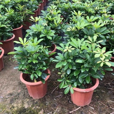 非洲茉莉园林绿化工程苗基地直供
