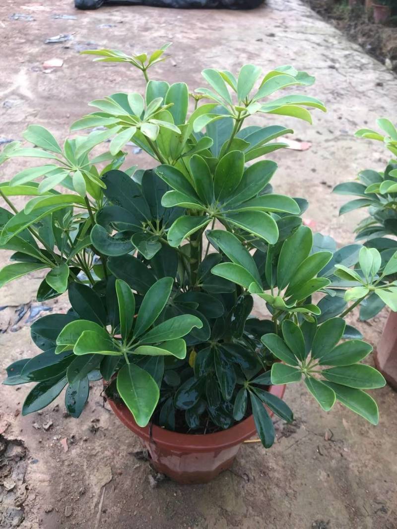 非洲茉莉园林绿化工程苗基地直供