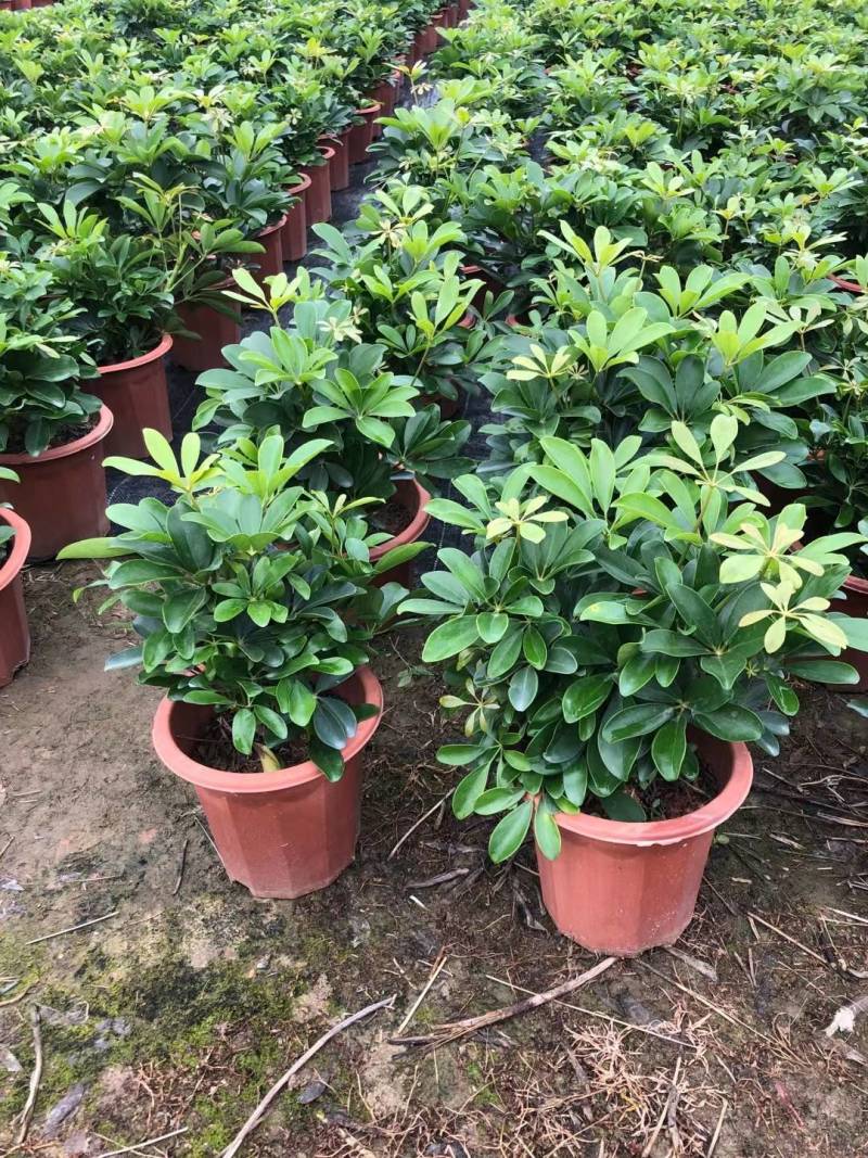 非洲茉莉园林绿化工程苗基地直供