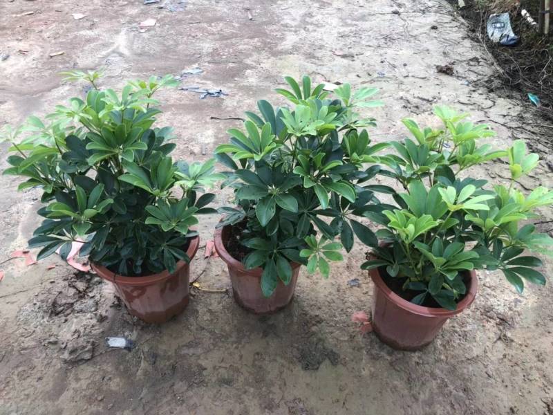 非洲茉莉园林绿化工程苗基地直供