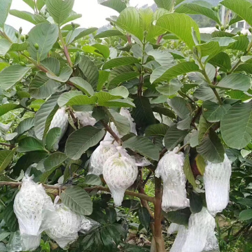 红宝石西瓜芭乐珍珠番石榴等嫁接优质品种果苗