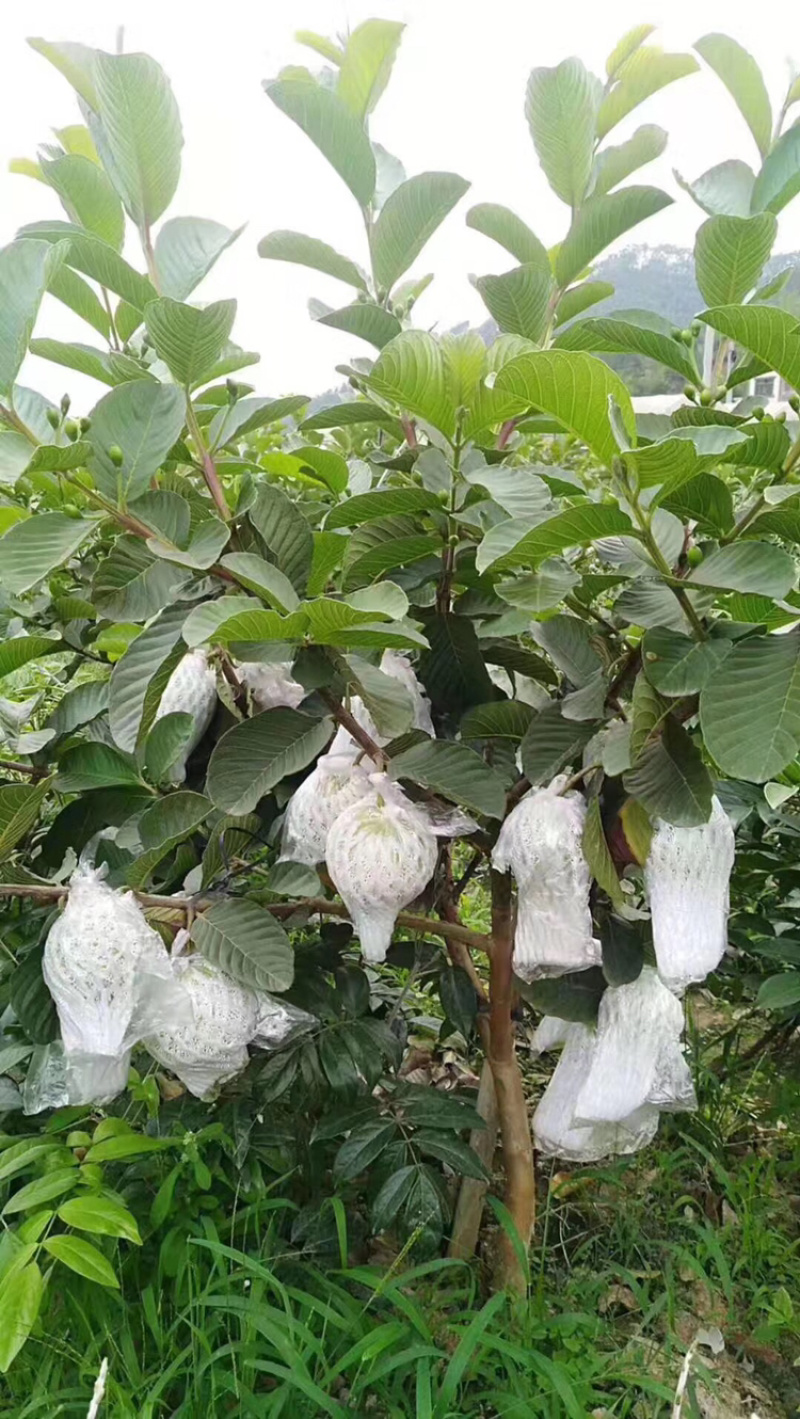 红宝石西瓜芭乐珍珠番石榴等嫁接优质品种果苗