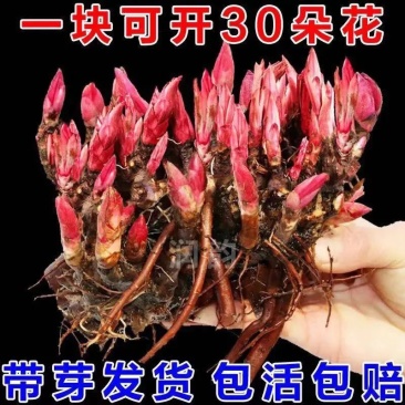耐寒芍药花苗带芽重瓣芍药花根快多年生花卉室内盆栽庭院植物