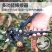 园林多功能嫁接机苗木果树嫁接工具修枝嫁接机芽接刀嫁接器剪