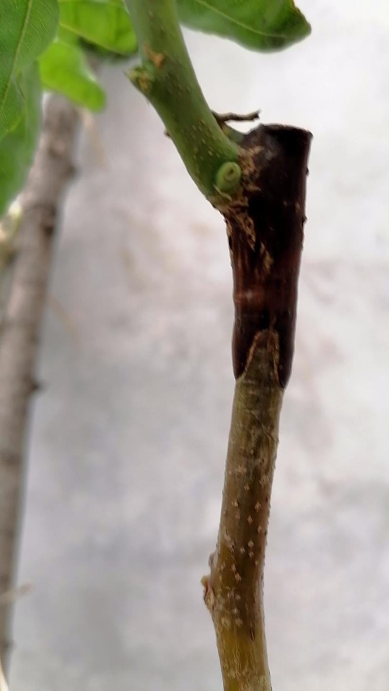 园林多功能嫁接机苗木果树嫁接工具修枝嫁接机芽接刀嫁接器剪