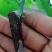 园林多功能嫁接机苗木果树嫁接工具修枝嫁接机芽接刀嫁接器剪