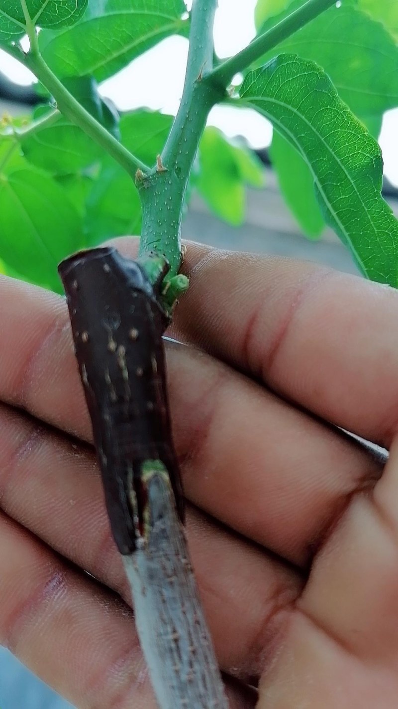 园林多功能嫁接机苗木果树嫁接工具修枝嫁接机芽接刀嫁接器剪