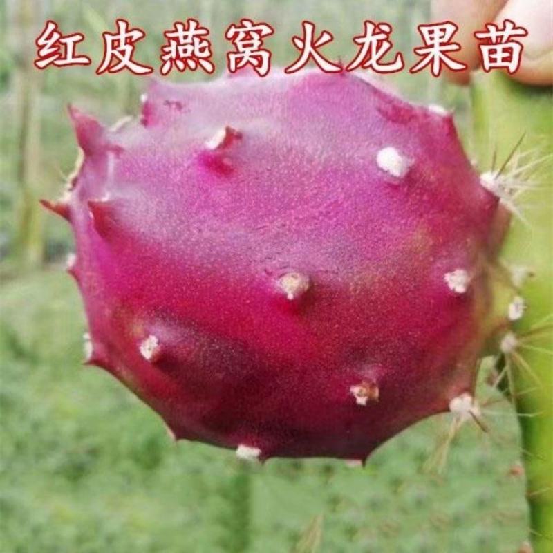 [竞争力强]新品种红皮燕窝火龙果苗市场广阔正品苗