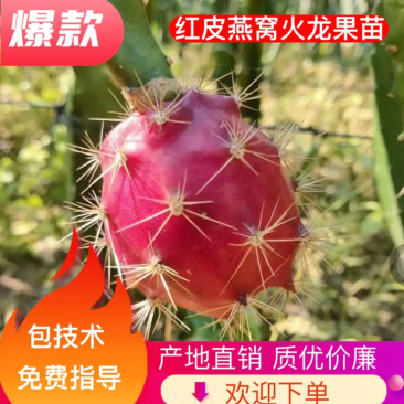 [竞争力强]新品种红皮燕窝火龙果苗市场广阔正品苗