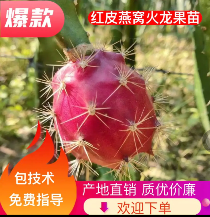 [竞争力强]新品种红皮燕窝火龙果苗市场广阔正品苗