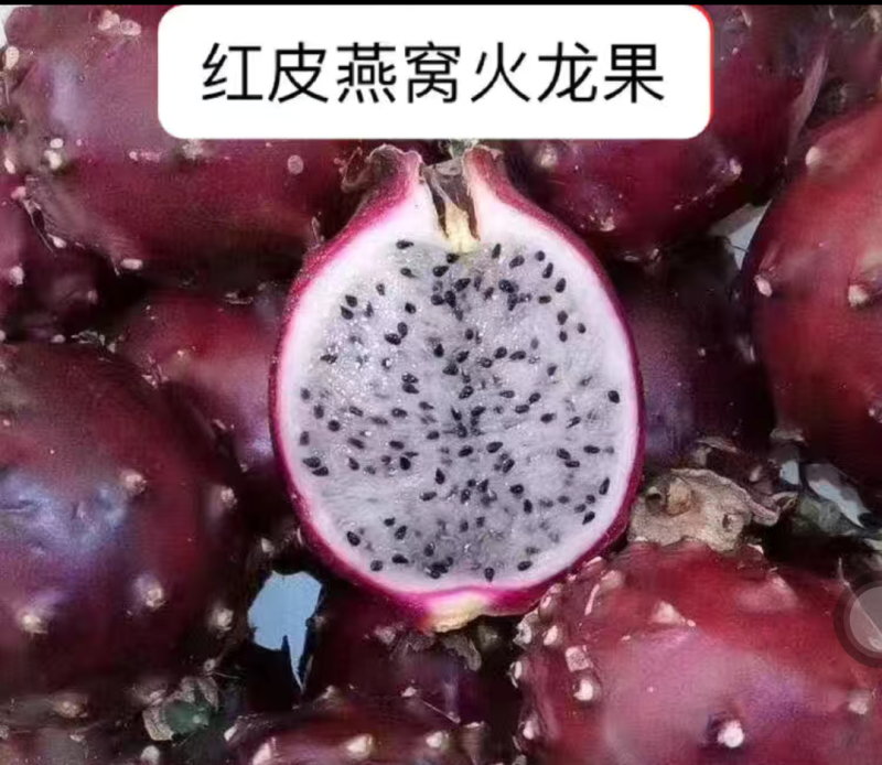 [竞争力强]新品种红皮燕窝火龙果苗市场广阔正品苗