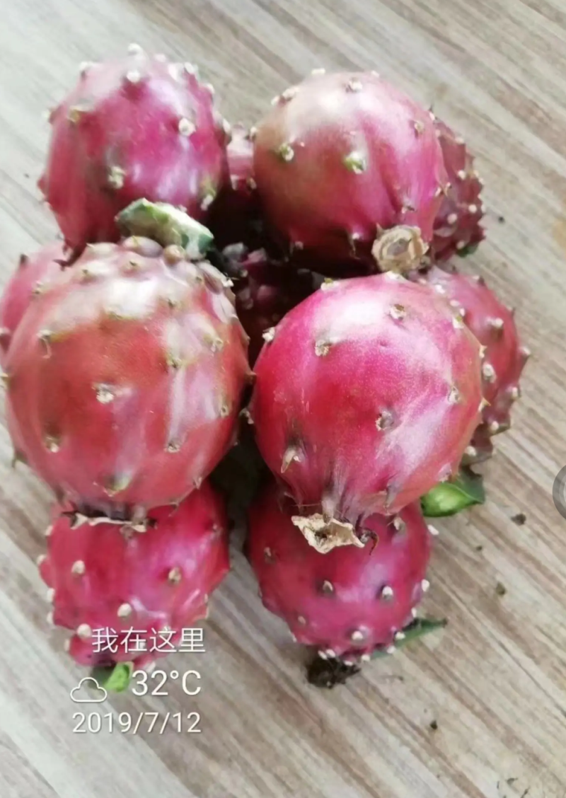 [竞争力强]新品种红皮燕窝火龙果苗市场广阔正品苗