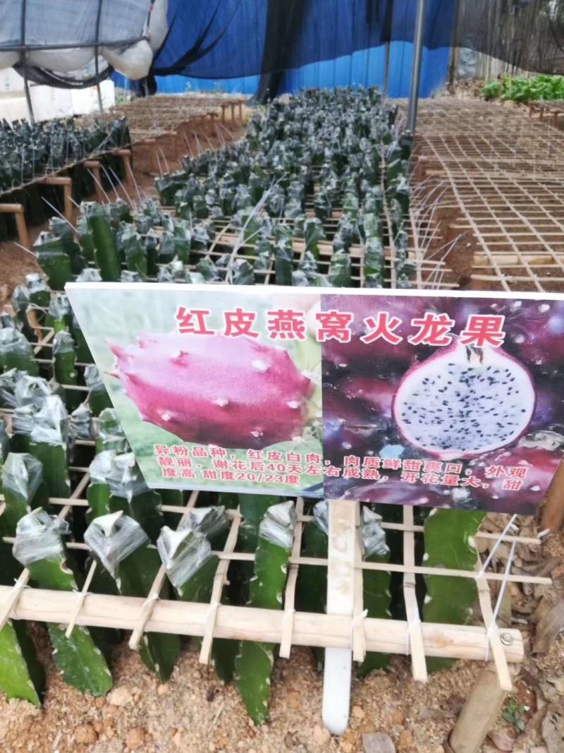 [竞争力强]新品种红皮燕窝火龙果苗市场广阔正品苗