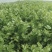 大棚香芹，鲜绿，2021年上市，地头装车